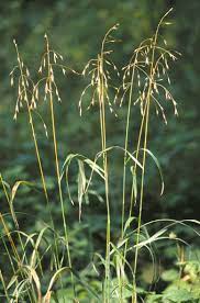 Maybe you would like to learn more about one of these? Bromus Wikipedia