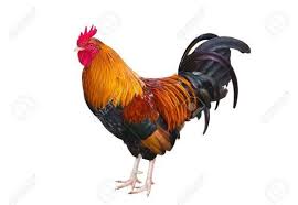 Alibaba.com offers 5,256 live chickens products. Live Chicken At Rs 400 Kilogram Near Bus Stand Coimbatore Id 20453389562