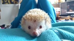 Don't forget to confirm subscription in your email. Love Quote Thebedroomzoo We Were Hedgehog Sitting For This Little Guy And Quotess Bringing You The Best Creative Stories From Around The World