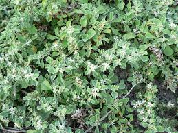 Image result for Galenia procumbens