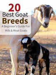 Sep 24, 2019 · a stunning goat breed that was created by combining a pygmy goat with an angora goat. 20 Best Goat Breeds