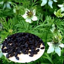 Jintan merupakan tanaman obat keluarga yang dimanfaatkan biji dari bunganya. Jual Produk Jinten Hitam Termurah Dan Terlengkap Agustus 2021 Bukalapak