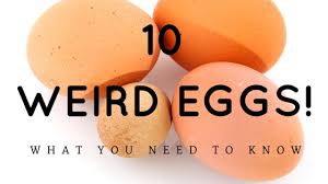 Abnormal Chicken Eggs What You Need To Know Pampered Chicken Mama Raising Backyard Chickens Funny chicken names can be hard to imagine so we've made it easy. abnormal chicken eggs what you need to