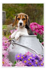 Cute Beagle dog puppy in a milk can ...