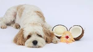 Maybe you would like to learn more about one of these? Can Dogs Drink Coconut Water Nutrients Benefits