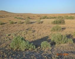 Image result for Zygophyllum leucocladum