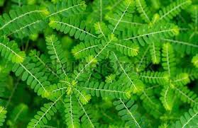 Image result for Phyllanthus