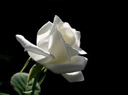 Pin By Sposh Zimba On Pretty Pin Rose Wallpaper White Roses Beautiful Roses