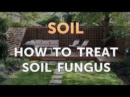 We did not find results for: How To Treat Soil Fungus Youtube