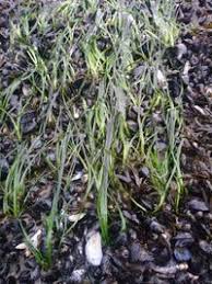 Image result for Zosteraceae