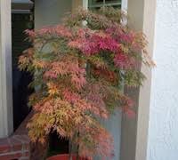 We did not find results for: Orangeola Japanese Maple 3 Gallon Tree Japanese Maples Gardener Direct