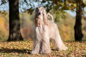 The breed is selectively bred for its unique features in the cold mountains of afghanistan. Afghan Hound Dog Breed Information American Kennel Club
