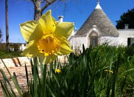 Nei giardini, negli orti, o anche nei piccoli spazi verdi di condomini e lungo i marciapiedi, fanno capolino fiori primaverili, che abbiamo sicuramente. I Fiori Selvatici Nei Campi Di Puglia Uno Spettacolo Di Colori Ed Un Insegnamento Di Vita La Mia Puglia