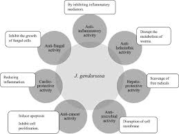 Image result for Justicia tenella