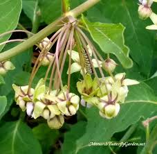 Asclepias Exaltata Poke Milkweed For Monarch Caterpillars Asclepias Milkweed Milkweed Plant