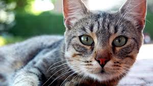 For a female, meaning 'slut' or mirá, mirá como saca culo! I M Cat Soy Gato Youtube