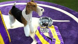 In 2019, the winner was a wire fox terrier named king. Westminster Dog Show Schedule 2020 Dates Tv Channels Live Stream List Of Past Winners Sporting News