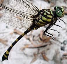 Black And Yellow Dragonfly Canada Close Up Of The Eyes Of A Libelullid Dragonfly College Station Tx Dragonfly Images Dragonfly Symbolism Animals Beautiful