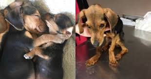 We decided to include the cincinnati zoo on our travel itinerary as we swept through ohio over a few days in late december. Shelter Tightens Adoption Rules After Emaciated Puppy Abandoned At Sharonville Spca