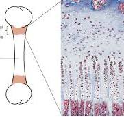 Epiphyseal Plate - an overview | ScienceDirect Topics