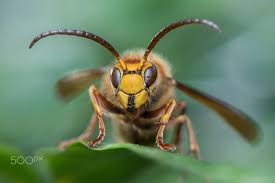 Mannliche Hornisse Drohn Vespa Crabro 21 28mm Hornet Wasp Insects
