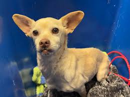 On a humid dawn near an aging neighborhood, I heard the faintest whimpering  echo through the stillness. Following the sound, I discovered a terrified,  Boston terrier estimated to be 3‑year‑old stuck in