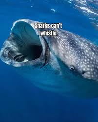 Shark Fact Template | TikTok