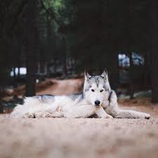 Adli Kullanicinin Lobo Solitario Panosundaki Pin