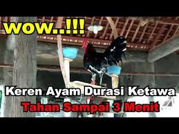 Ayam Ketawa Durasi Suara Panjang Wowo Keren Youtube Di 2020 Tertawa Latihan Ayam