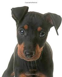 Breeders of manchester terrier, english toy terrier and terrier brasileiro. Journal Cute Manchester Terrier Puppy Publications Dreamflight 9781790148820 Amazon Com Books