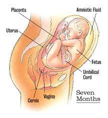أنظري كيف ينمو طفلك في الأسبوع 31 من الحمل. ØªÙØ§ØµÙŠÙ„ Ø¹Ù† Ø§Ù„Ø­Ù…Ù„ Ø§Ù„ØµÙØ­Ø© 2 Ø¹Ø§Ù„Ù… Ø­ÙˆØ§Ø¡