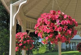These pretty flowers bloom well, and come in a wide range of colours, from pink and purple, to yellow and black. The Best Plants For Shade Plants For Hanging Baskets Shade Plants Best Plants For Shade