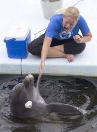 Each dolphin has its own signature whistle, which acts like a. Study Dolphins Can Problem Solve Like Humans