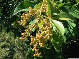 Image result for Searsia longipes