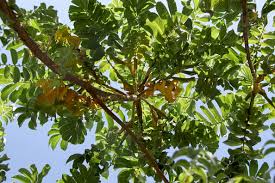 Image result for Hagenia