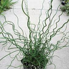 Image result for Juncus effusus