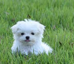 Find teacup maltese puppies pay $50 a month on a maltese puppy. Maltese Puppies Available Langford Ranch Kennels Maysville Ga
