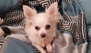 Can someone create angel wings for my mom?