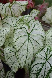 Caladium White Christmas | K. Van Bourgondien