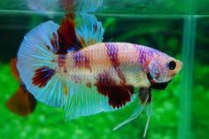 Can be used as a planter alone for many water thirsty plants. 200 Bettafish2 Ideas Betta Betta Fish Fish Pet