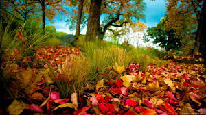 Fall Nature Hd Nature Autumn Hd Wallpaper 1920x1080px Hd Wallpaper Hd Wallpapers Autumn Leaves Wallpaper Nature Wallpaper Nature
