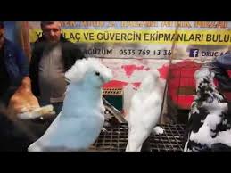 Demkesler Ve Buharalar Superdi Ama Anlasamadik Youtube