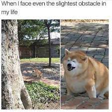 Digging the way to another saturday (dog memes). Memebase Fat Dog All Your Memes In Our Base Funny Memes Cheezburger