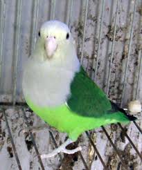 Green Bird With Red Neck Lovebird Wikipedia The Free Encyclopedia Best Pet Birds Budgies Bird Pet Birds