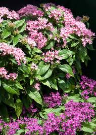 Image result for Pentas