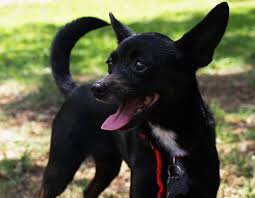 Favorite this post jul 28 4 month old chihuahua Love The Min Pin Chihuahua S Web Page