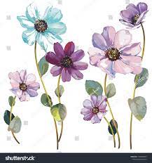 Bouquet Of Wildflower Aster Flowers In A Watercolor Style Isolated On White Aster Flowers Bouquet Wildflower Aster Flower Watercolor Flowers Wild Flowers