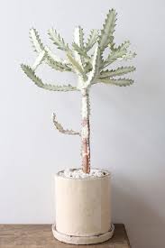 楽天市場 多肉植物 ユーフォルビア ホワイトゴースト クリームpot 受皿つき ayanas ユーフォルビア 植物の装飾 サボテン 花