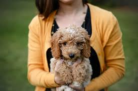 Mini goldendoodles are a low shedding hybrid of two popular breds. Teacup And Toy Goldendoodle Size Guide And Weight