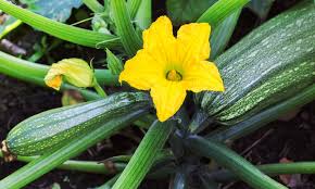 The type you want for your garden will depend on several factors, including the climate where you live, the space you have available, and the ways you want to use your. How Does Zucchini Grow Top Tips For Success